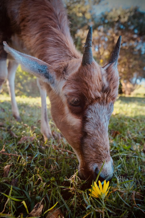 blesbok lamb free me howick