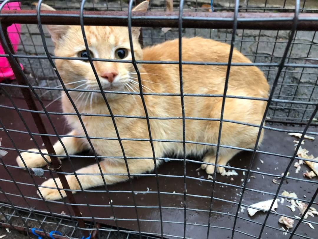 cats spayed by lee