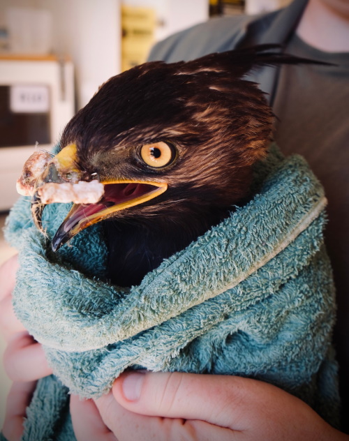 crested eagle free me wildlife