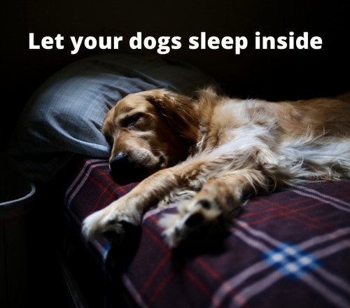 dogs sleep inside umngeni spca