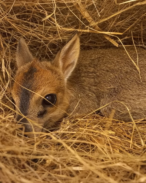 free me duiker lamb