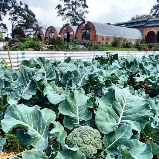 fresh organic veg
