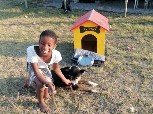 funda nenja kennel series