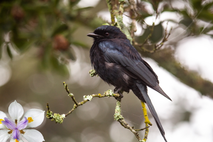 garden bird howick cover 2022