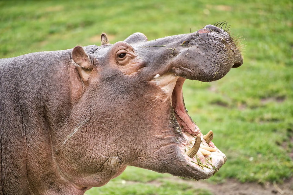 hippo unsplash