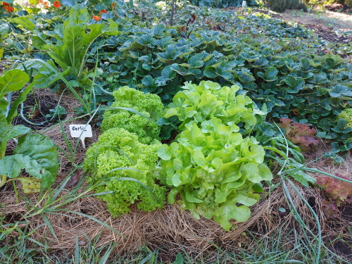 house of organics howick
