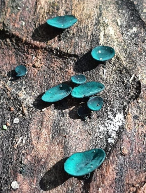 karkloof mushrooms