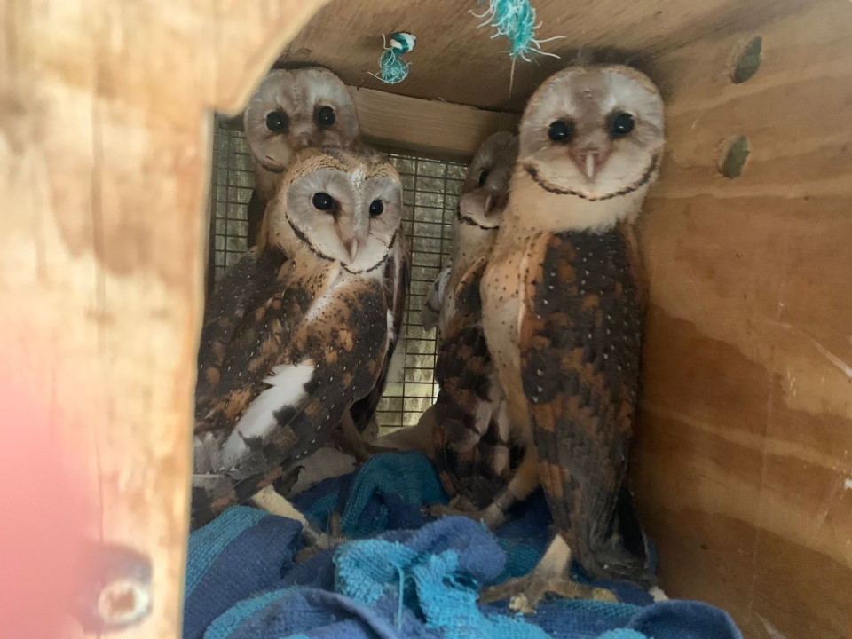 owl box project