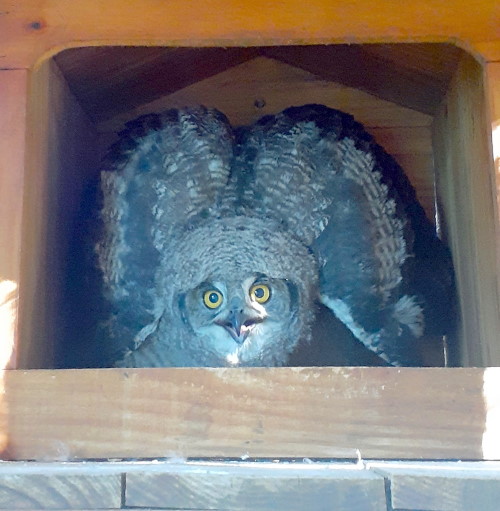 owl howick free me