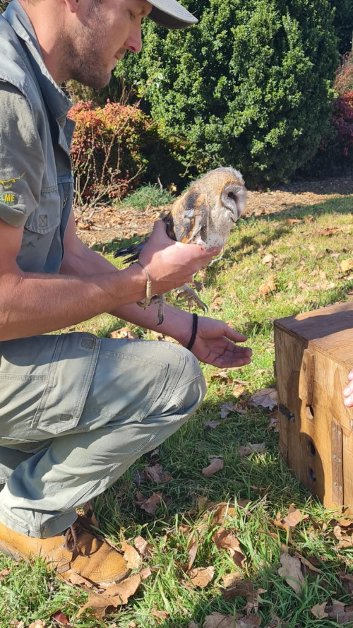 owlet himeville kzn
