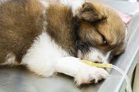 parvo virus