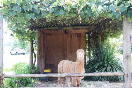 piggly wiggly midlands kzn llama