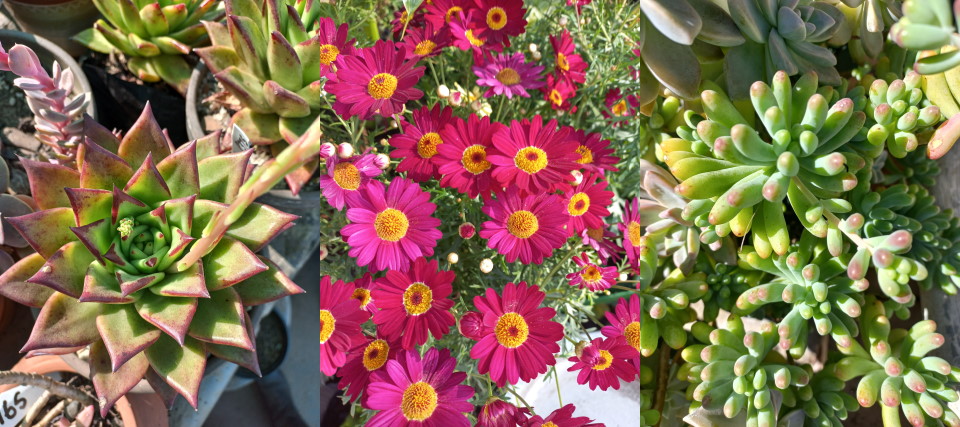 plan and plant nursery footer june 2022