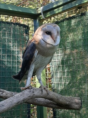 barn owl cathedral peak hotel