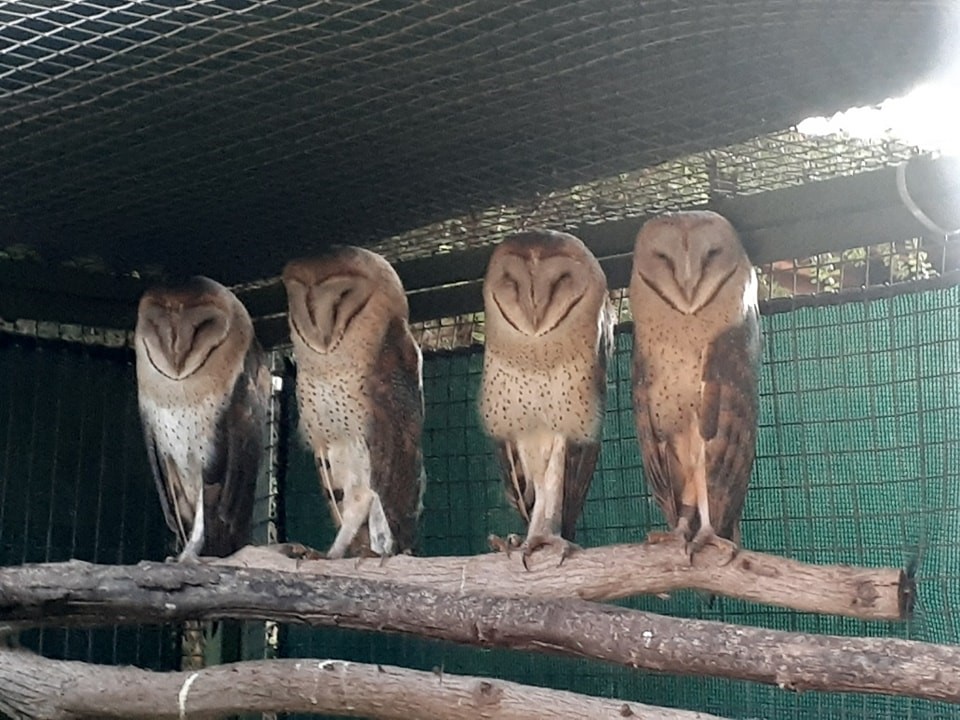 barn owls