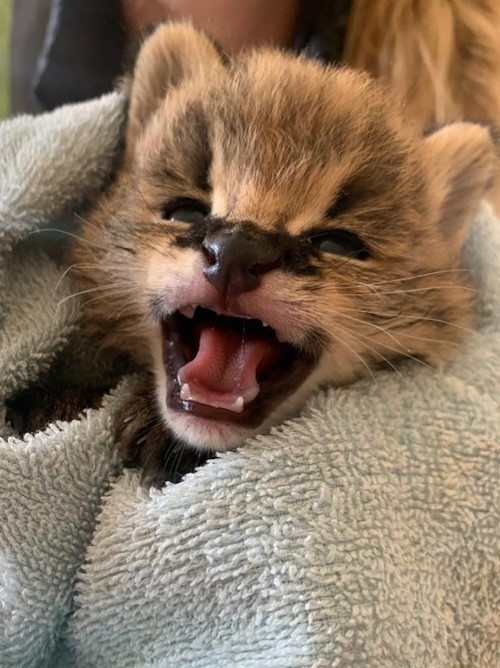free me serval kitten teething