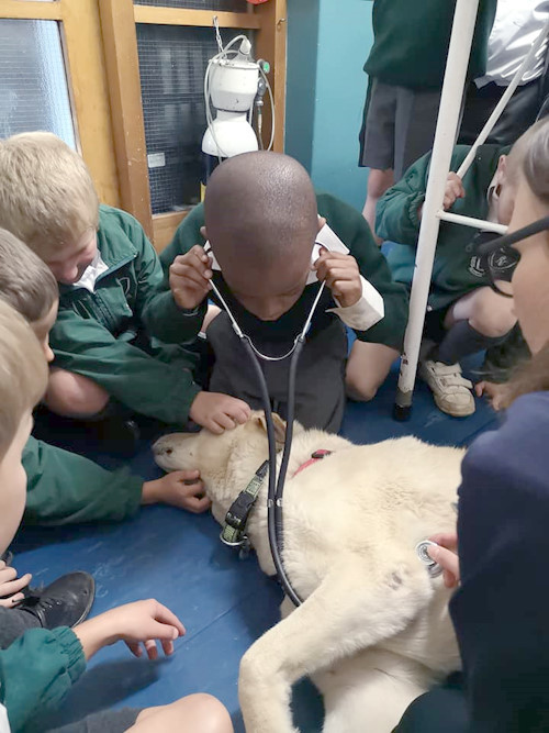 howick prep visit vet