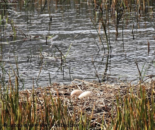 jacquie van der westhuizen karkloof conservancy