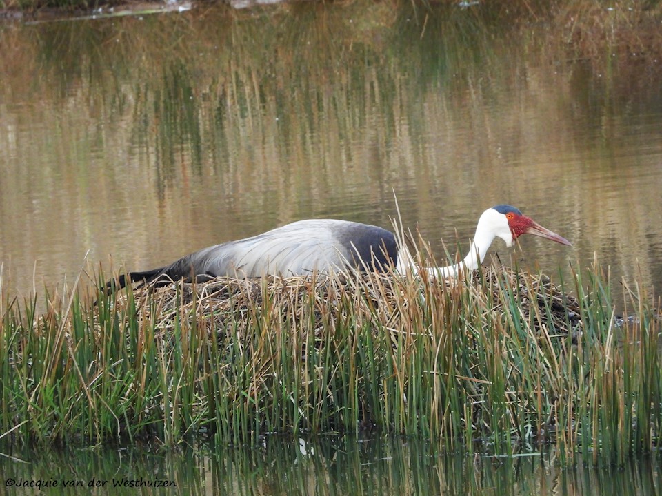 jacquie van der westhuizen karkloof conservancy on nest