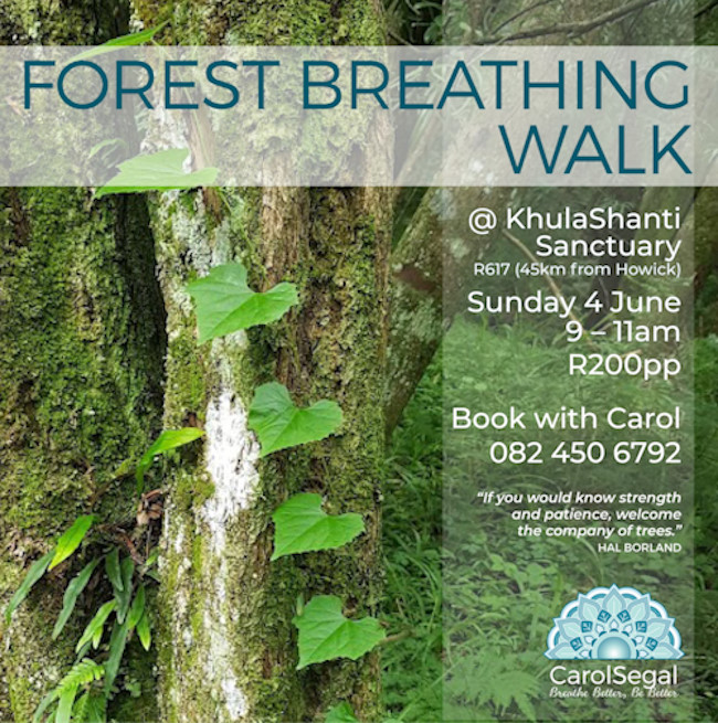 kulashanti forest walk