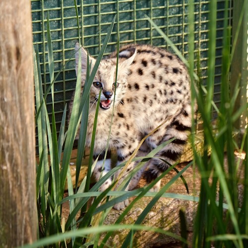 oldest serval kitten howick kzn