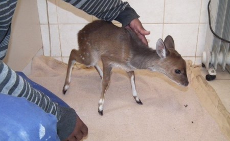 Bushbuck 450