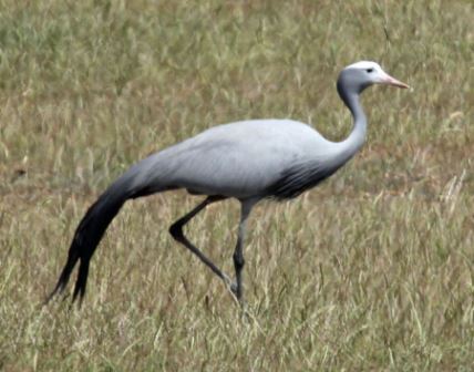 blue crane 450