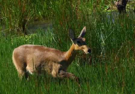 bushbuck