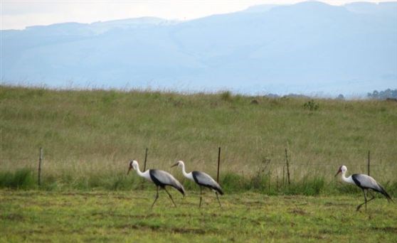 crane