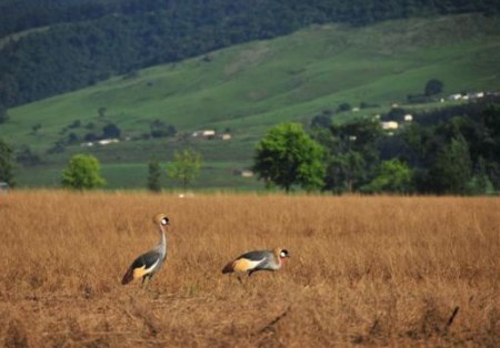 crested crane