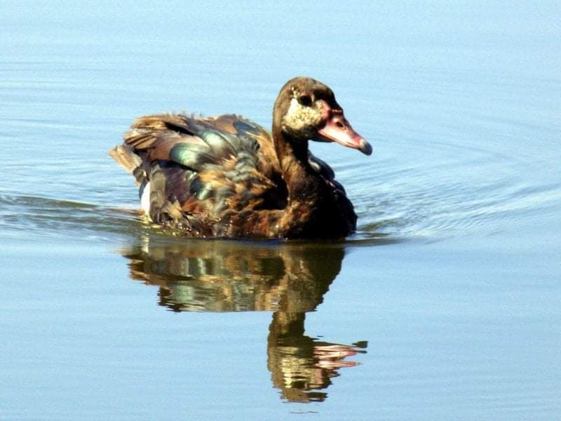 goose