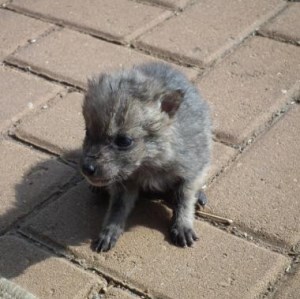 jackal pup 300