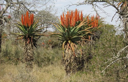 aloes festival howick