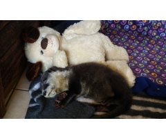 freeme otter