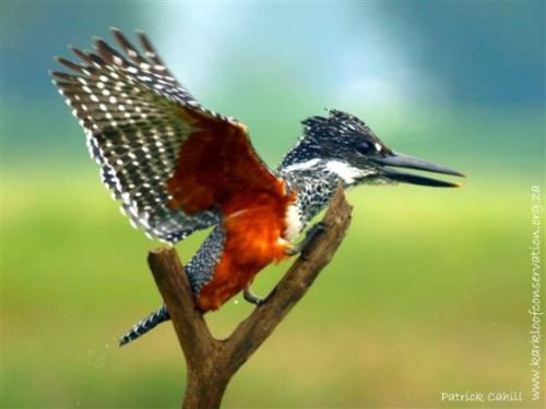 wildlife 1