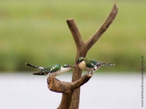 wildlife 3