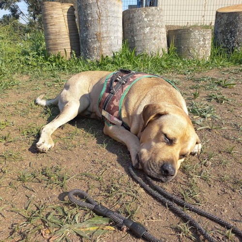 vet steri clinic in phoenix