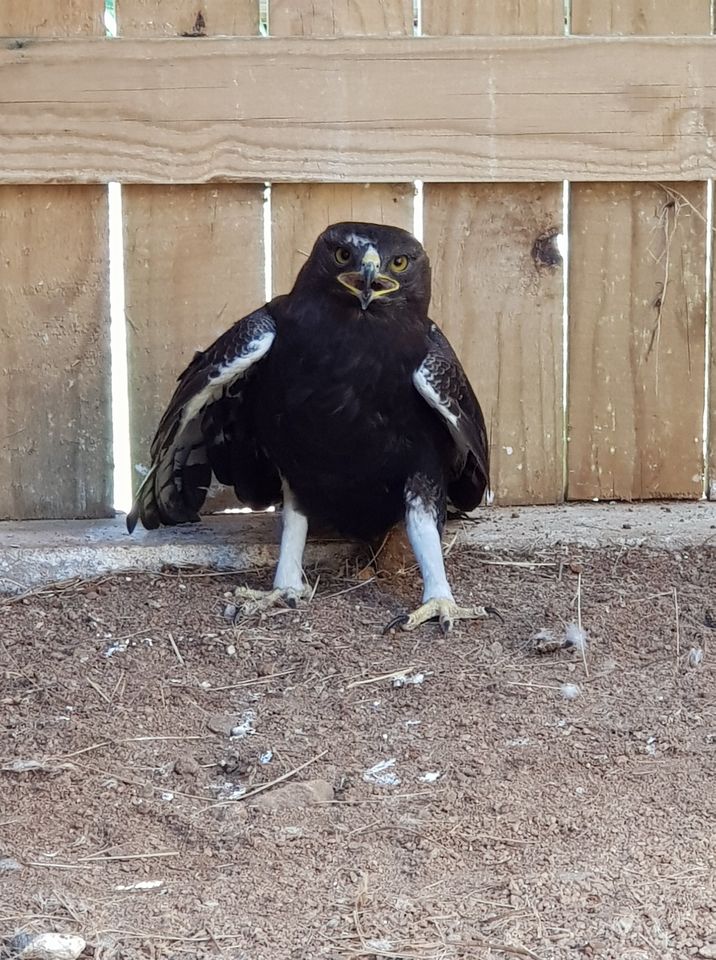 long crested eagle