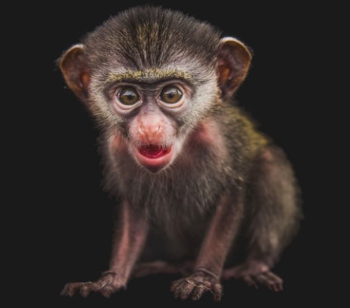 monkey
