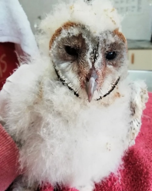 owl 2