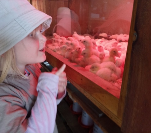 pet shop visit