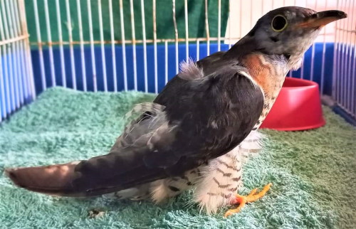 red chested cuckoo