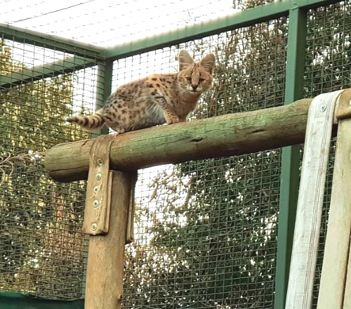 serval free me