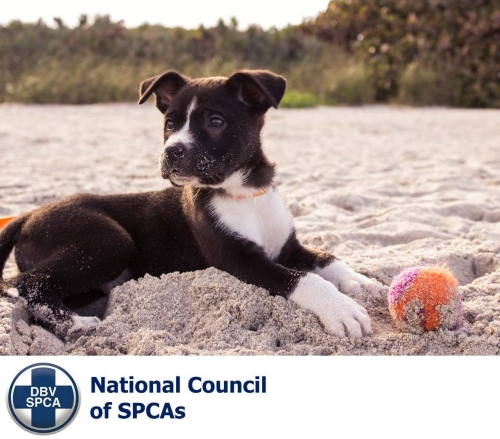 spca