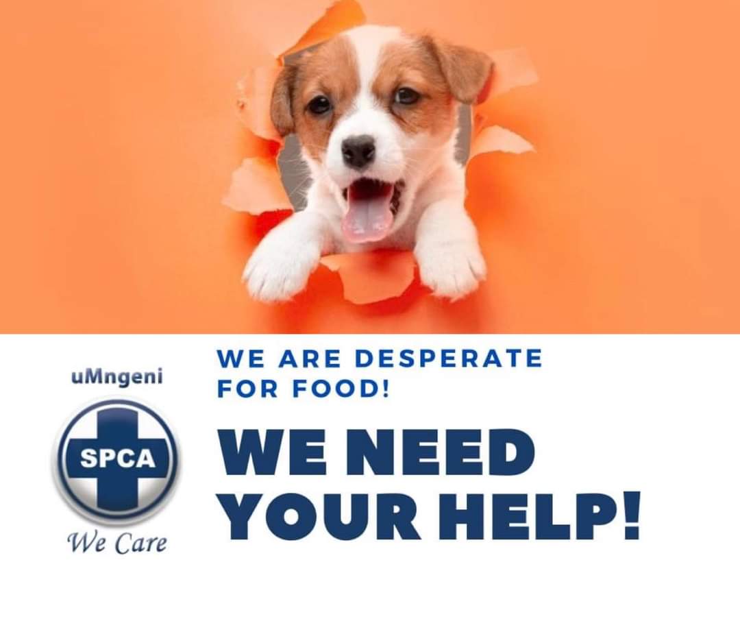 spca puppy plea