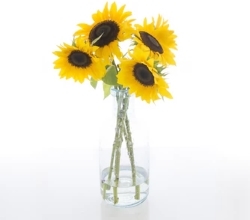 sunflowers 002