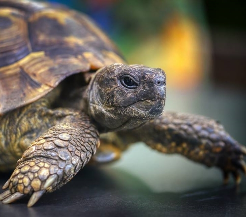 tortoise