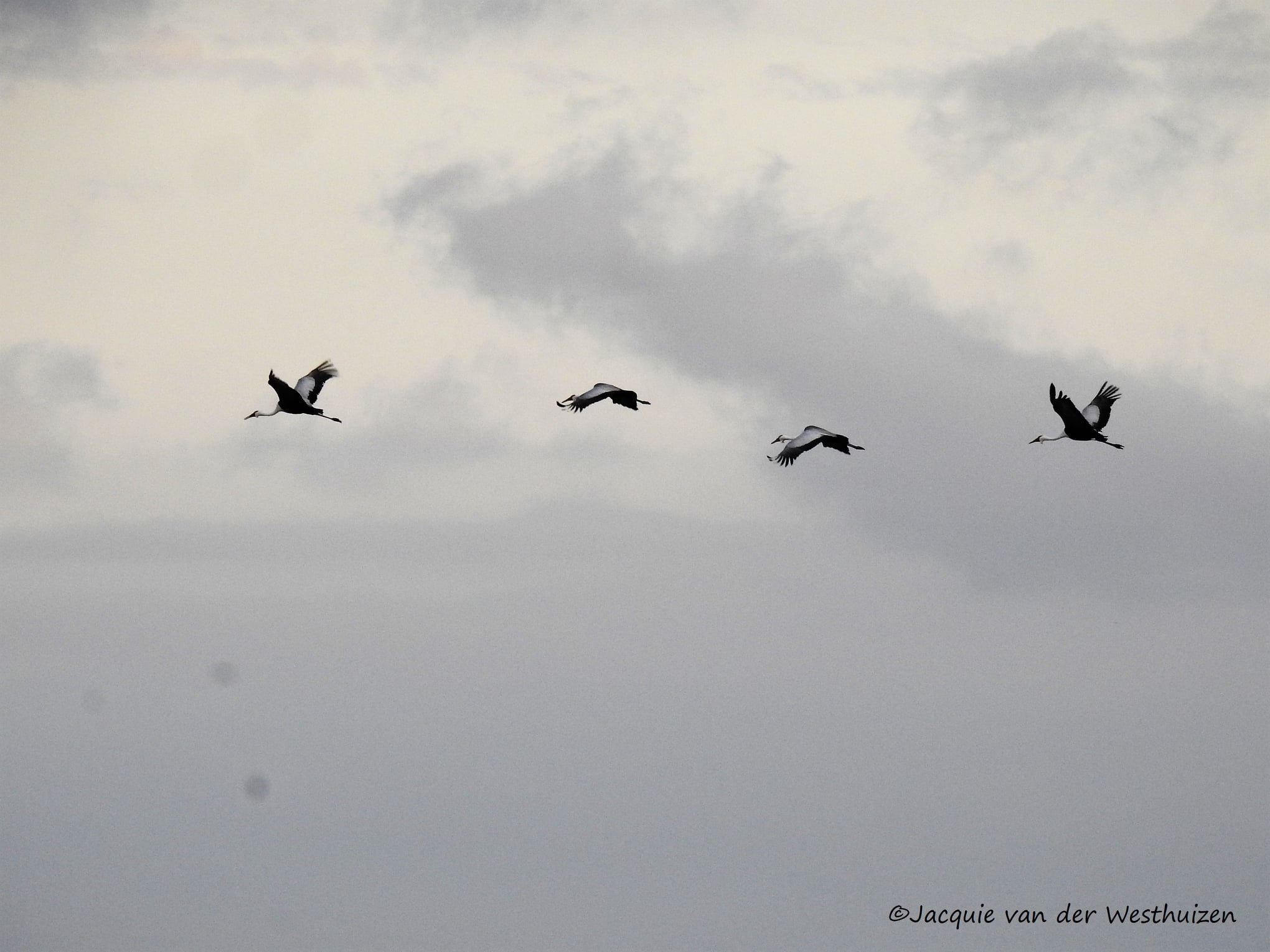 wattled crane